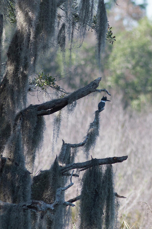 Kingfisher and Spanish Moss Photograph by Paul Rebmann