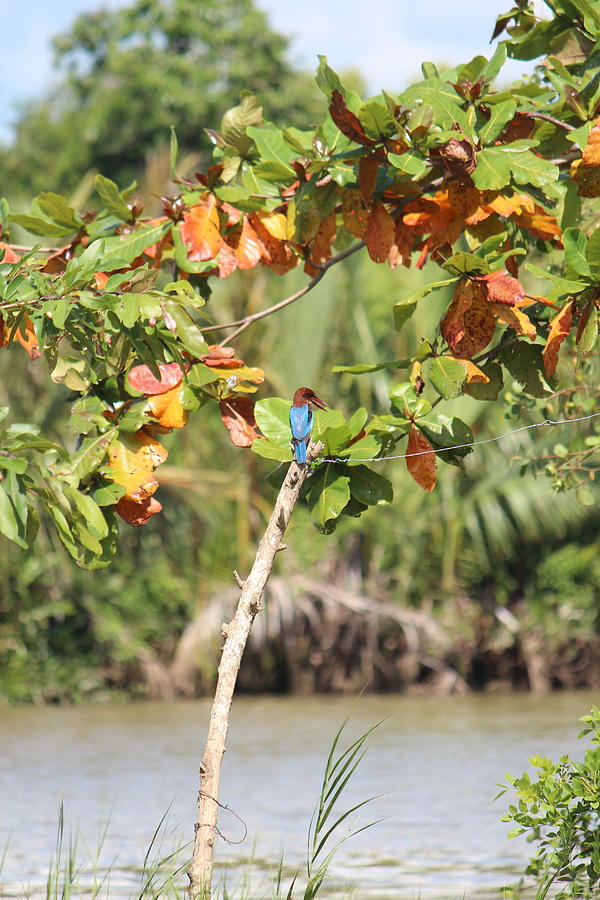 Kingfisher at Back of Beyond, Sri Lanka Photograph by Jennifer Mazzucco