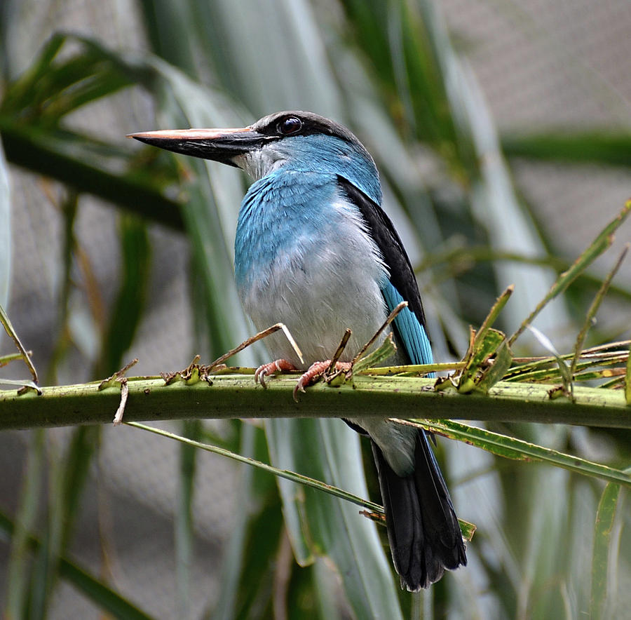 Kingfisher bird Photograph by Ronda Ryan