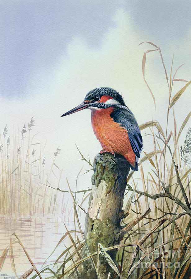 Bird Painting - Kingfisher by Carl Donner