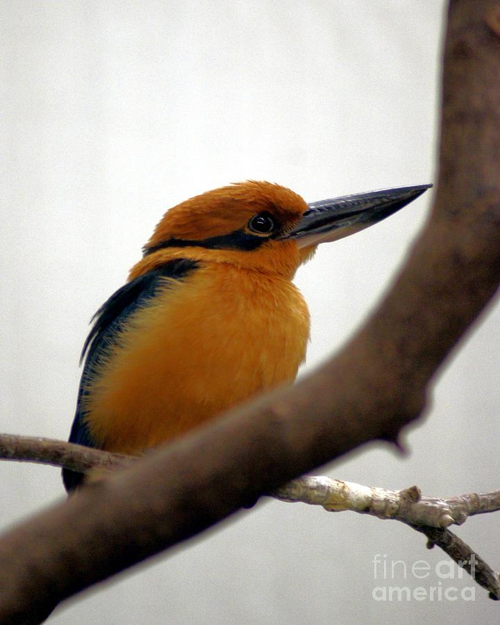 Kingfisher Photograph