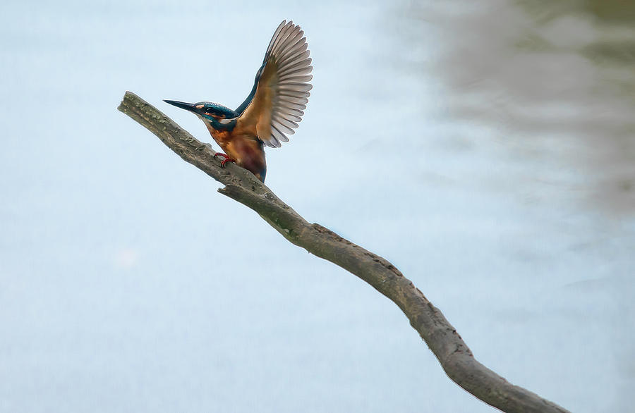 Kingfisher Photograph - Kingfisher  by Darren Wilkes