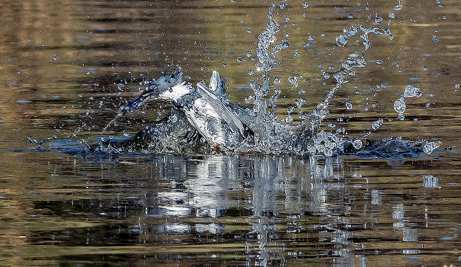 Kingfisher Emergance Photograph by Tam Ryan