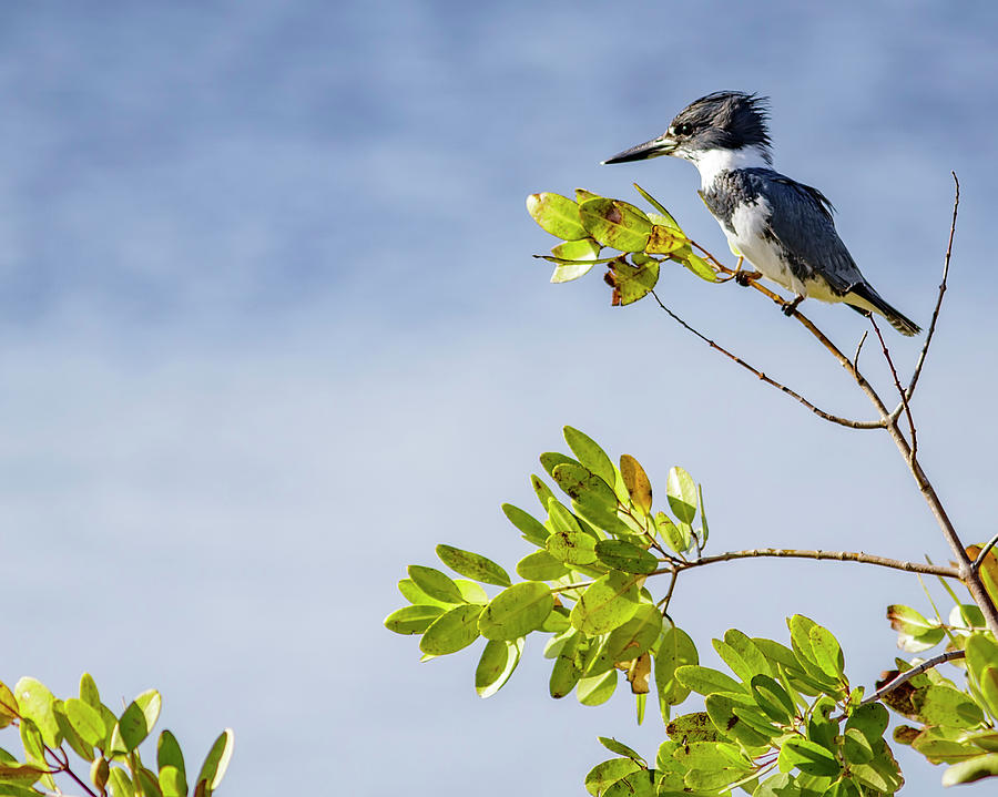 Kingfisher Photograph by Glenn Woodell