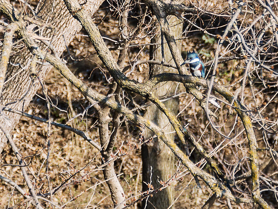Kingfisher Hunting Photograph by Ed Peterson