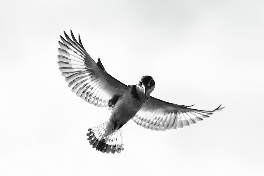 Kingfisher In Flight Photograph