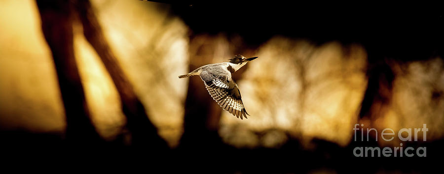 Kingfisher In Flight Photograph by Robert Frederick