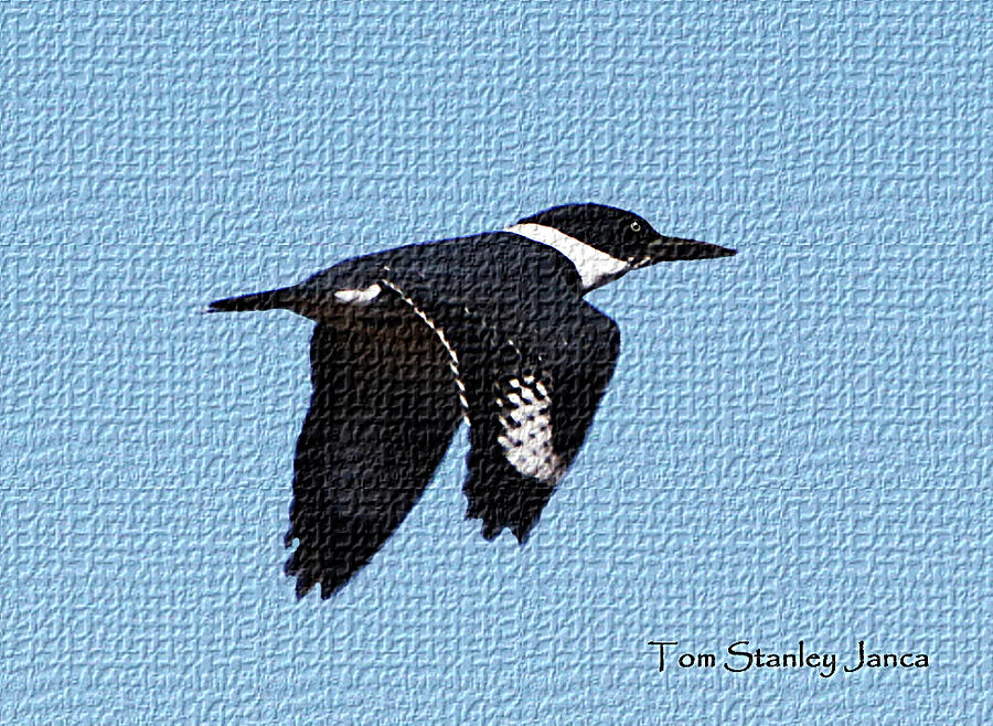 Kingfisher In Flight Digital Art by Tom Janca