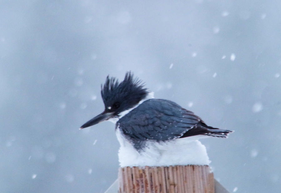 Kingfisher in snowfall Photograph by Jeff Swan