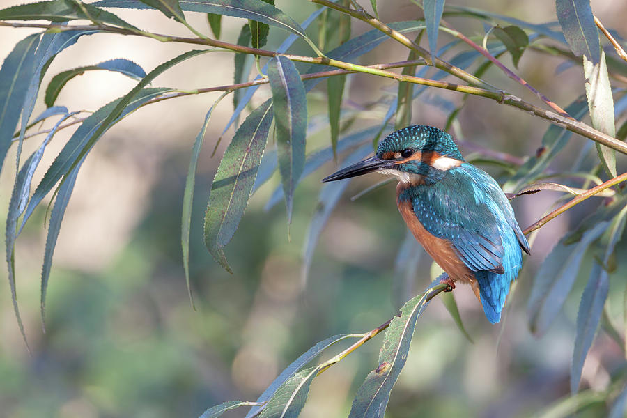 Kingfisher In Willow Photograph by Pete Walkden