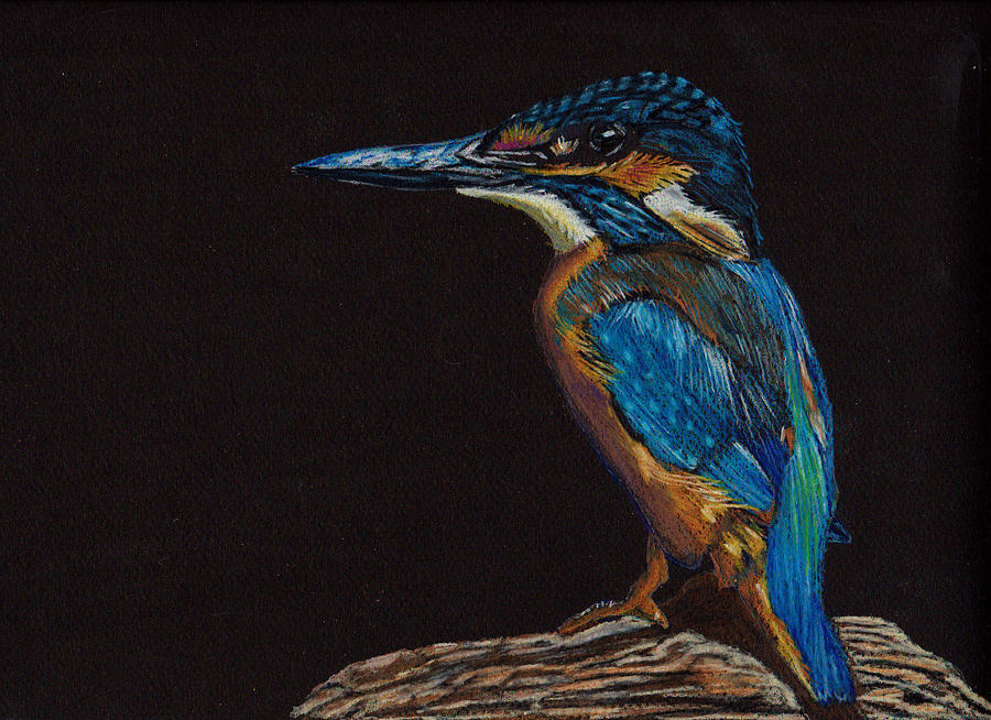 Kingfisher Drawing by Jay Johnston | Fine Art America