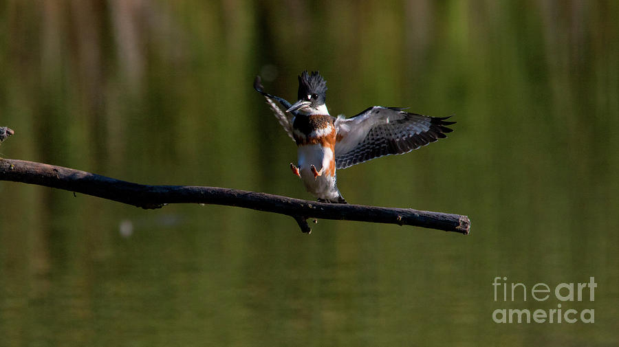 Kingfisher Photograph - Kingfisher Landing by CJ Park