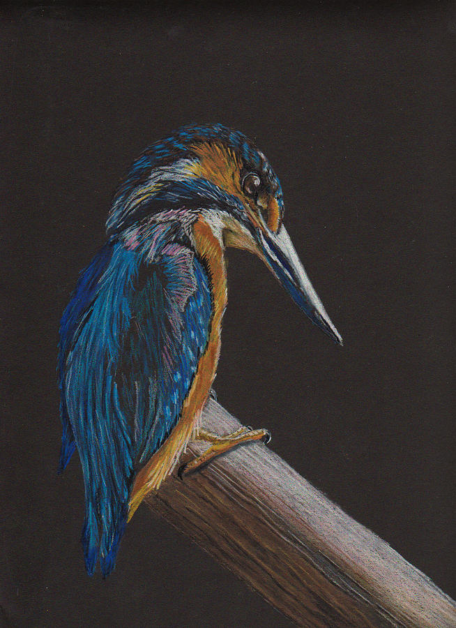 Kingfisher Drawing - Kingfisher on a Pole by Jay Johnston