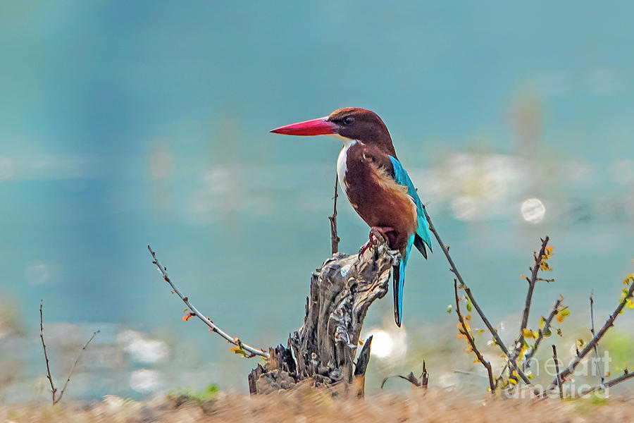 Kingfisher On A Stump Photograph