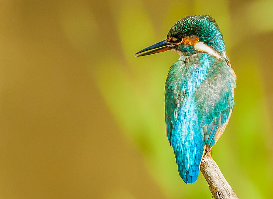Kingfisher Photograph - Kingfisher by Paul Neville
