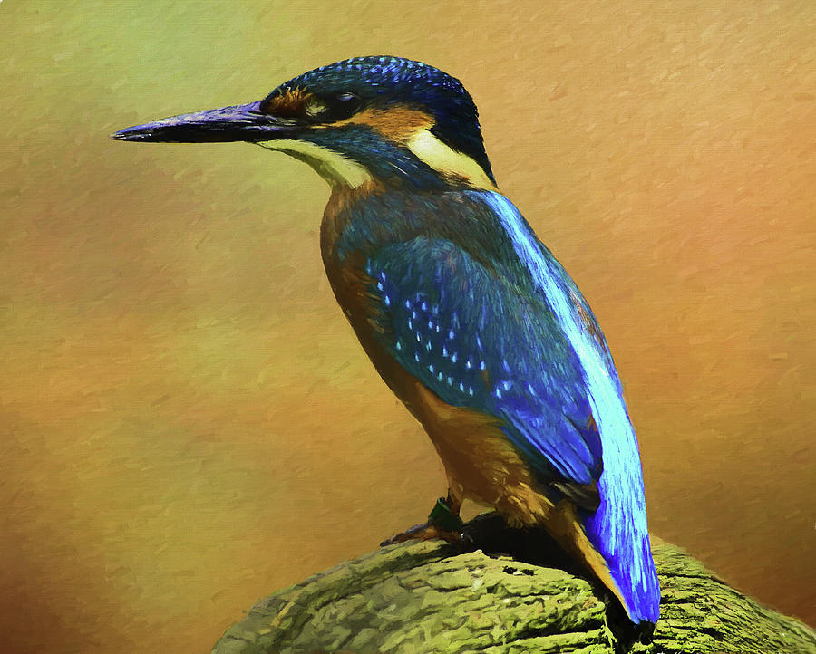 Kingfisher Perch Digital Art by Roy Pedersen