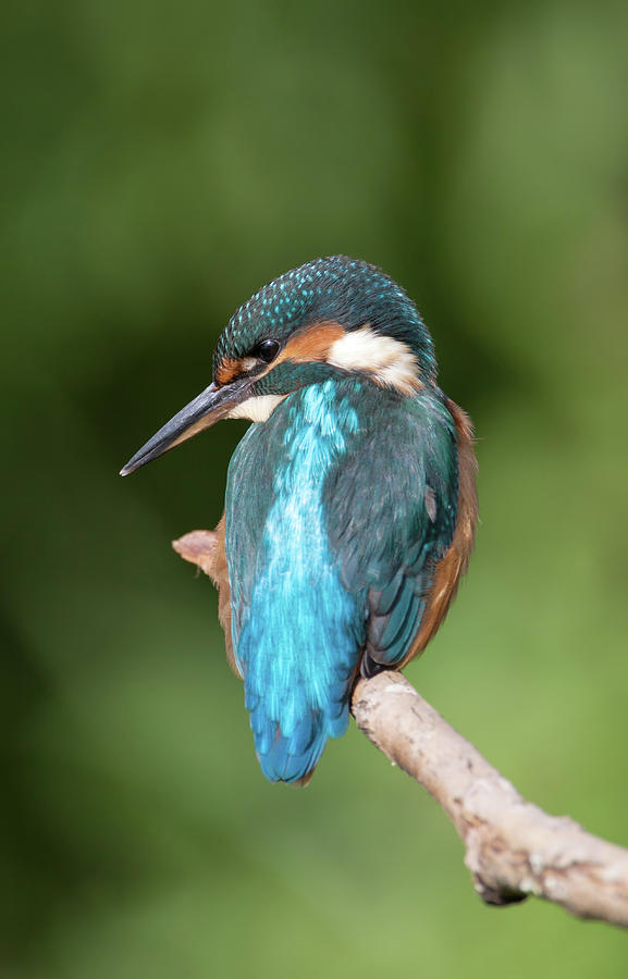 Kingfisher Perched Photograph by Pete Walkden