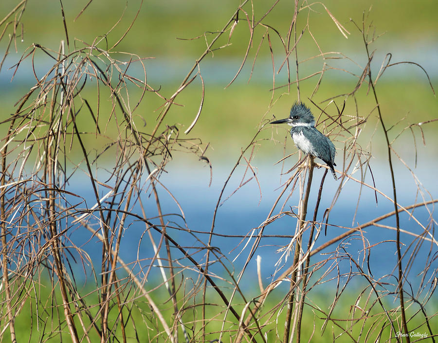 Kingfisher Perching Photograph by Fran Gallogly