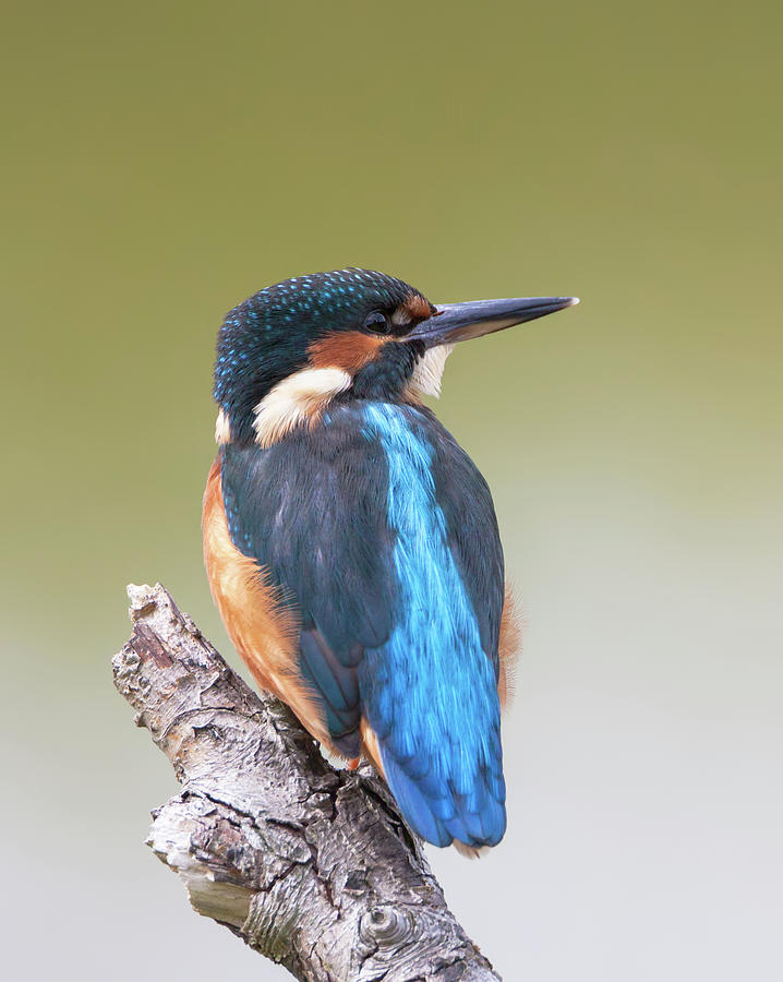 Kingfisher Photograph by Pete Walkden