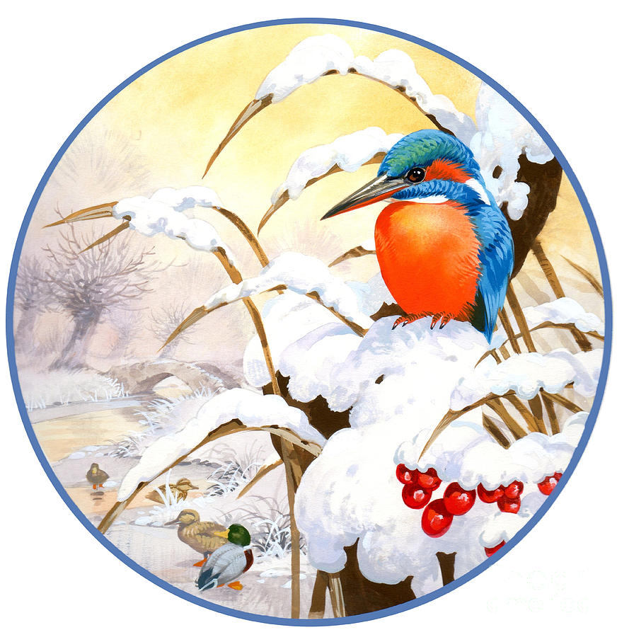 Kingfisher Plate Painting by MGL Meiklejohn Graphics Licensing