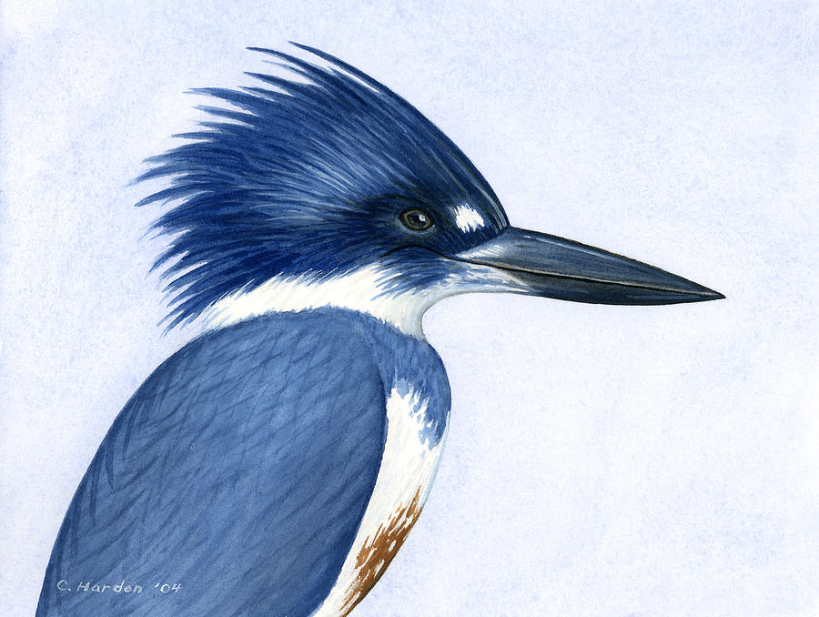 Kingfisher portrait Painting by Charles Harden