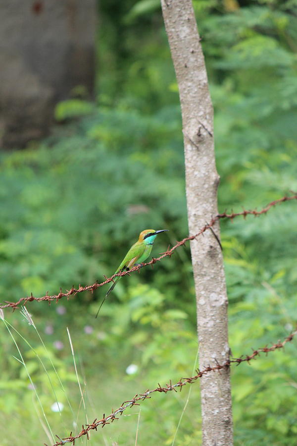 Kingfisher, Sri Lanka Photograph by Jennifer Mazzucco