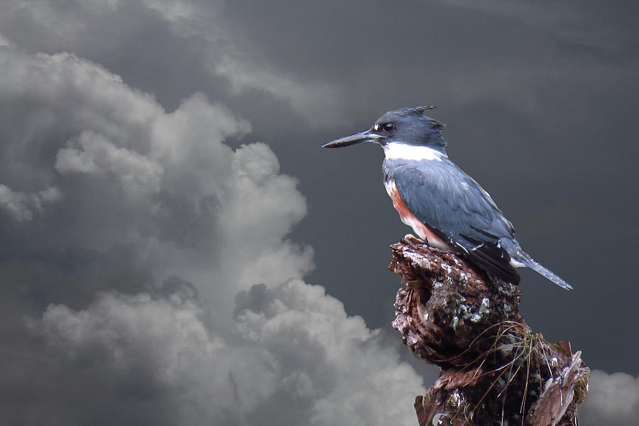 Kingfisher Stormy Background Photograph by Rosalie Scanlon