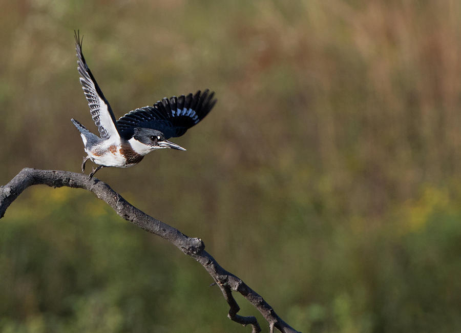 Kingfisher Take Off Photograph by Art Cole