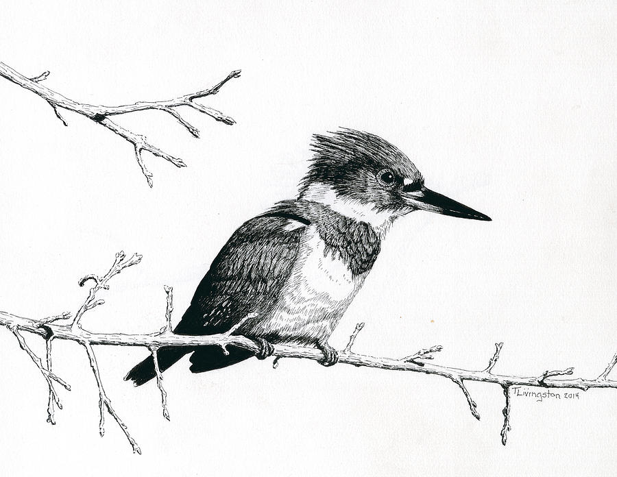 Kingfisher Drawing by Timothy Livingston