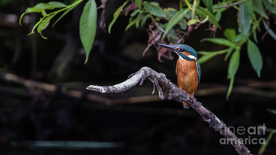 Kingfisher Photograph by Torbjorn Swenelius