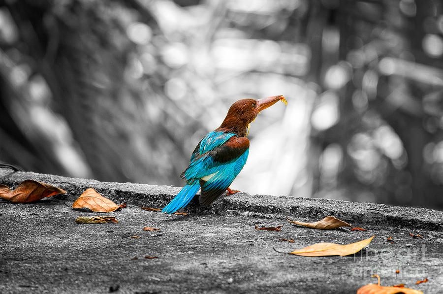 Kingfisher Photograph by Venura Herath