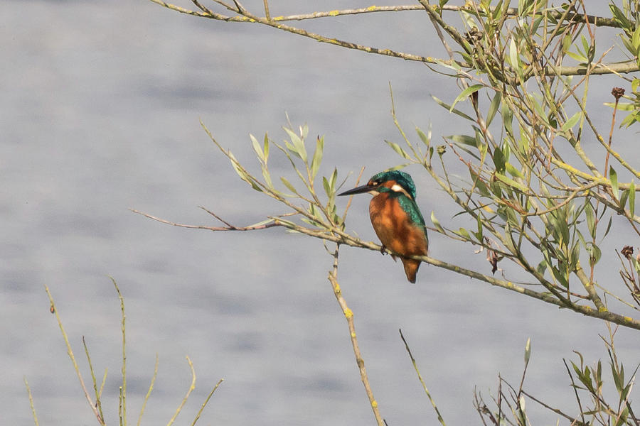 Kingfisher Waiting Photograph by Wendy Cooper