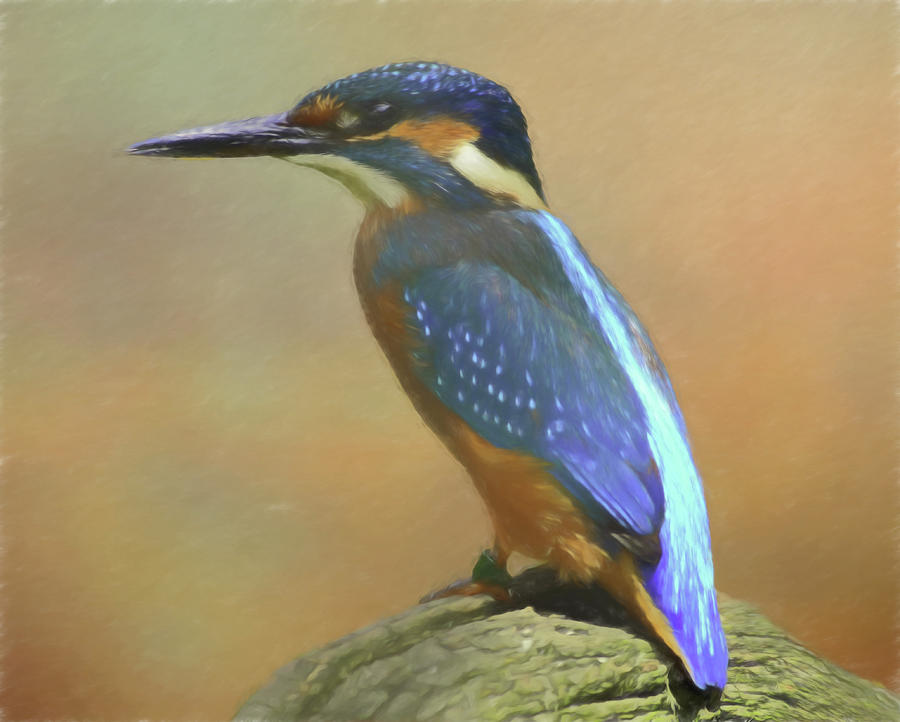 Kingfisher Watercolor Digital Art by Roy Pedersen