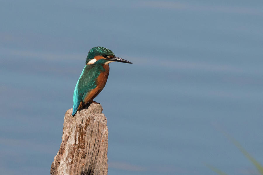 Kingfisher Photograph by Wendy Cooper