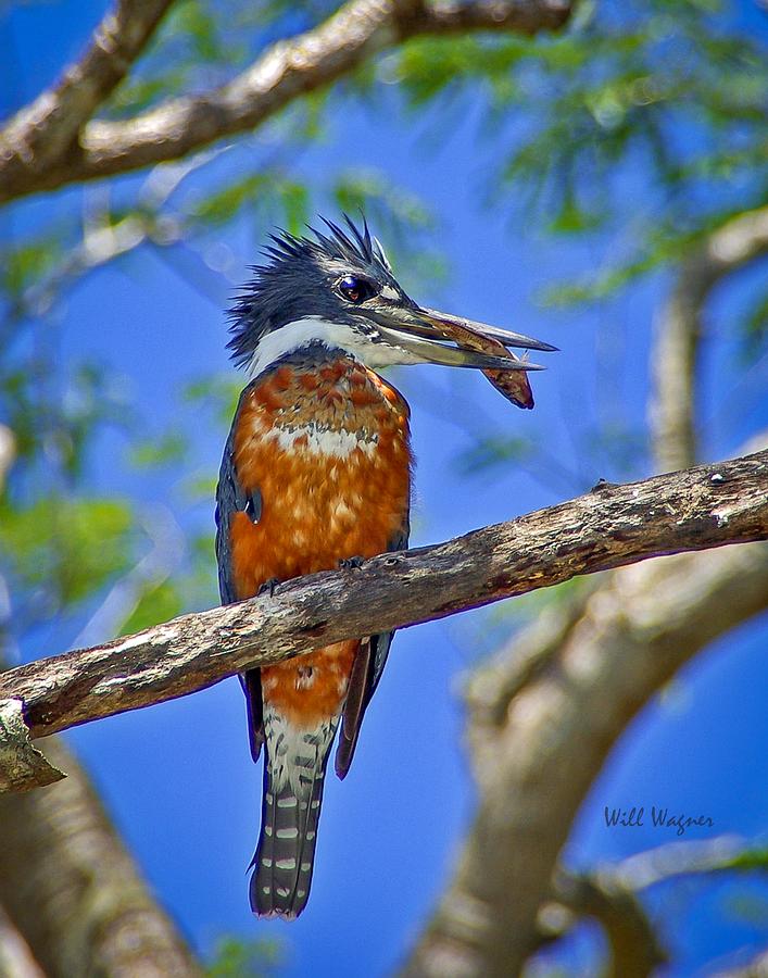 Kingfisher Photograph by Will Wagner