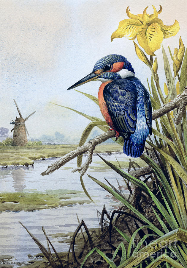 Iris Painting - Kingfisher with Flag Iris and Windmill by Carl Donner