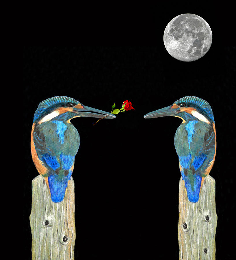 Bird Mixed Media - Kingfisher with rose by Eric Kempson