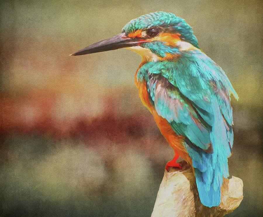 Kingfishers Perch Digital Art by Roy Pedersen