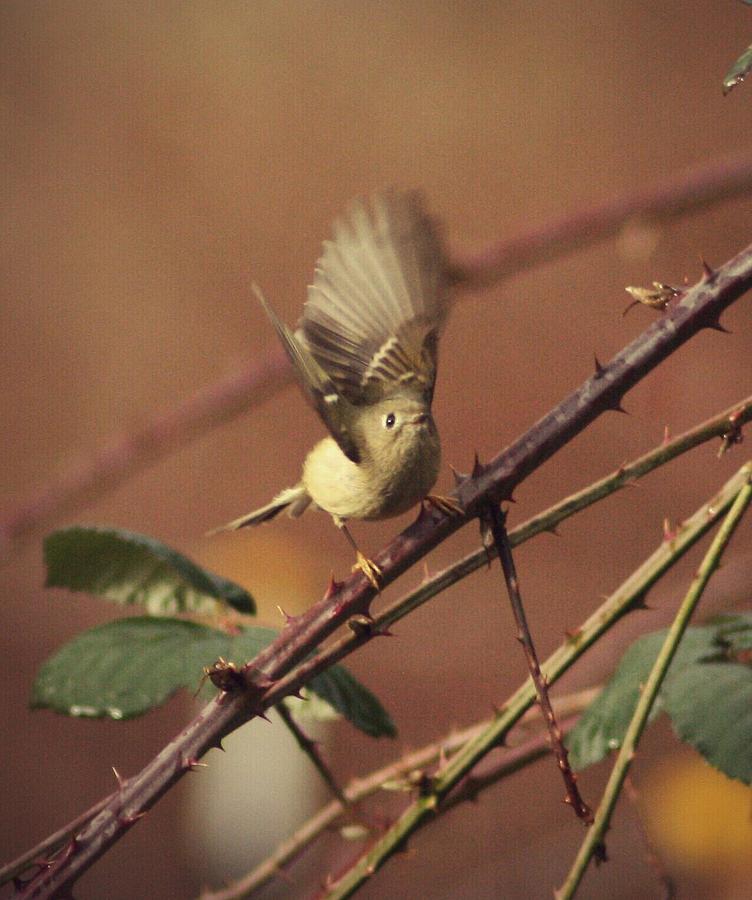 Bird Photograph - Kinglet Flutter by Teresa A Lang