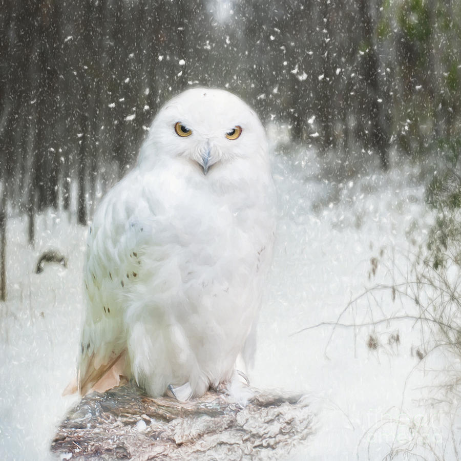 Kingly Snowy Owl Photograph
