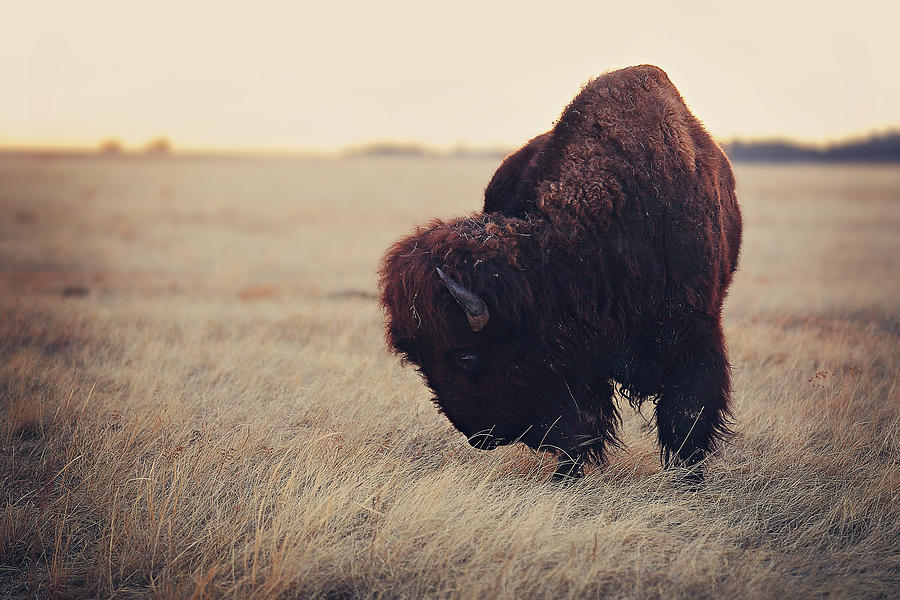 Bison Photograph - Kings breakfast by Deborah Johnson Bison Photograph - Kings breakfast by Deborah Johnson