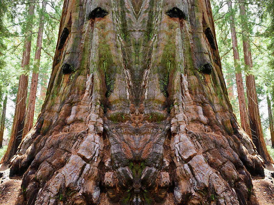 Kings Canyon Giant Sequoia Mirror Photograph by Kyle Hanson