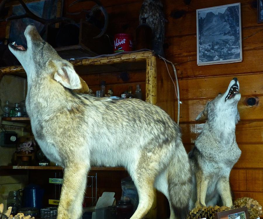 Kings Canyon Lodge Coyotes Photograph by Amelia Racca