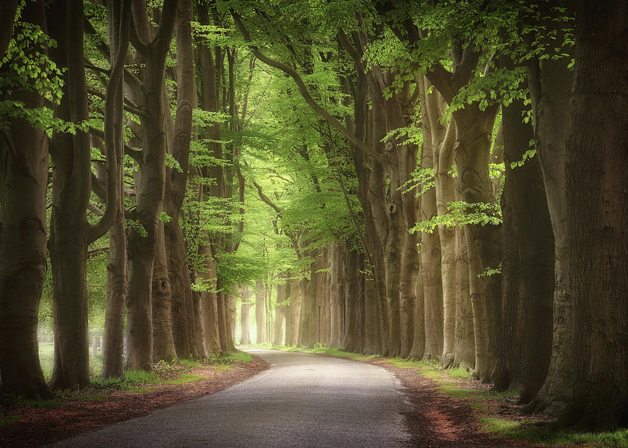 Kings of spring Photograph by Rob Visser - Fine Art America