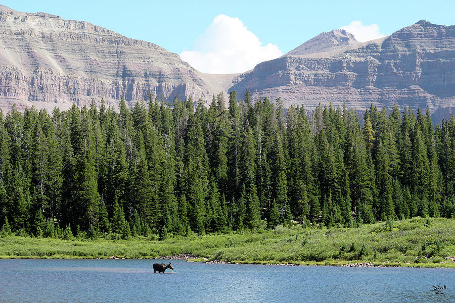 Kings Peak, Henrys Fork Lake and Moose Photograph by Brett Pelletier