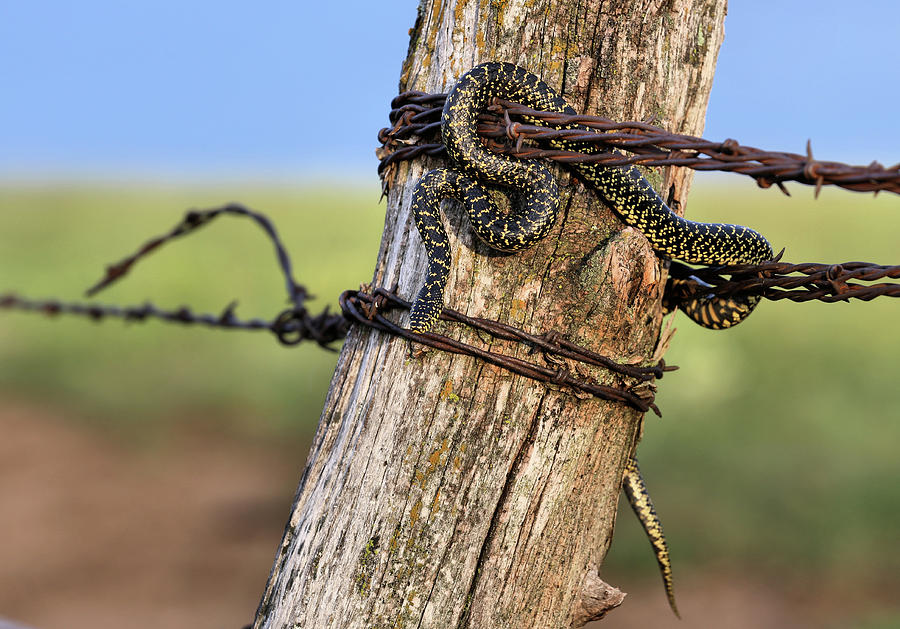 Kingsnake on the Kansas Plains Photograph by JC Findley