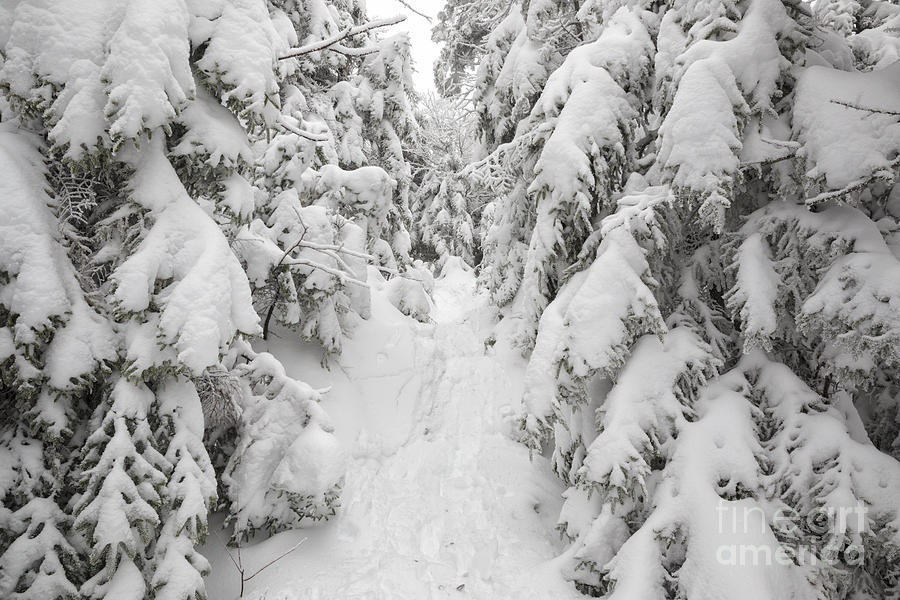 Nature Photograph - Kinsman Ridge Trail - Kinsman Notch, New Hampshire by Erin Paul Donovan