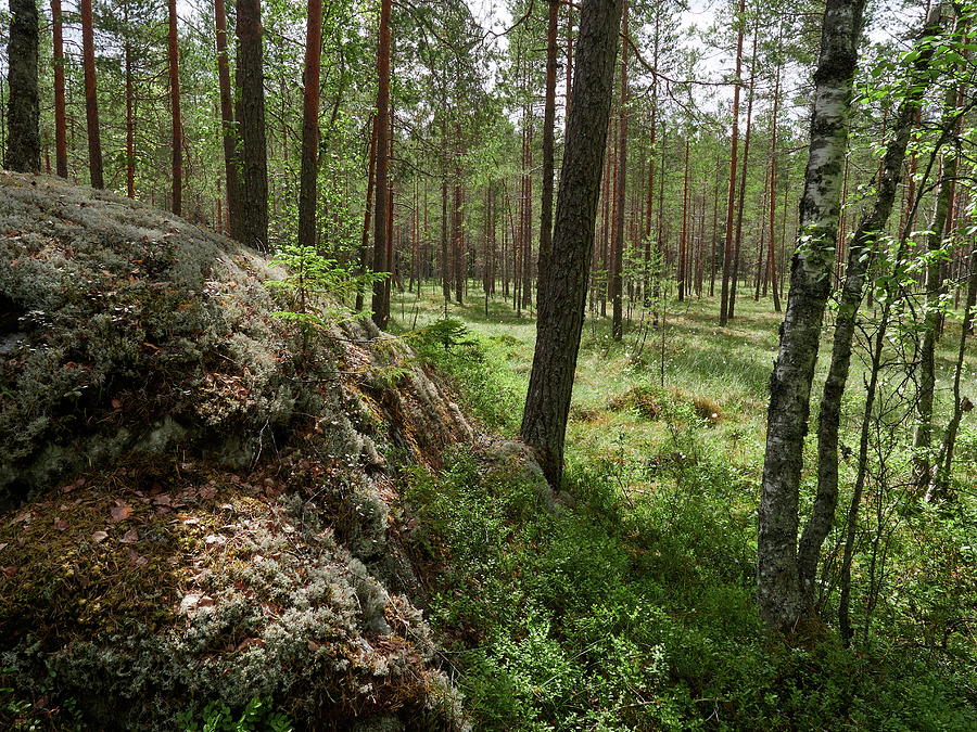 Kintulammi forest Photograph by Jouko Lehto