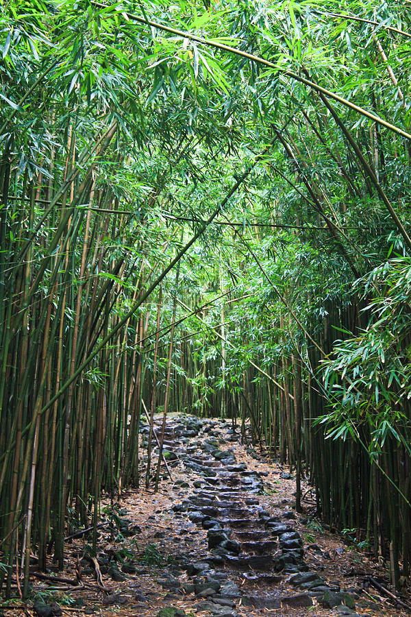 Kipahulu Bamboo Photograph by Brenda Smith 
