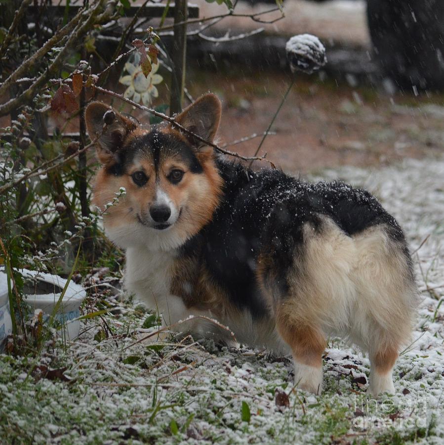 Kippers First Snow Photograph by Maria Urso